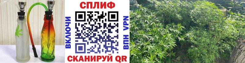 MEGA как войти  Новоузенск  Бошки марихуана сатива 